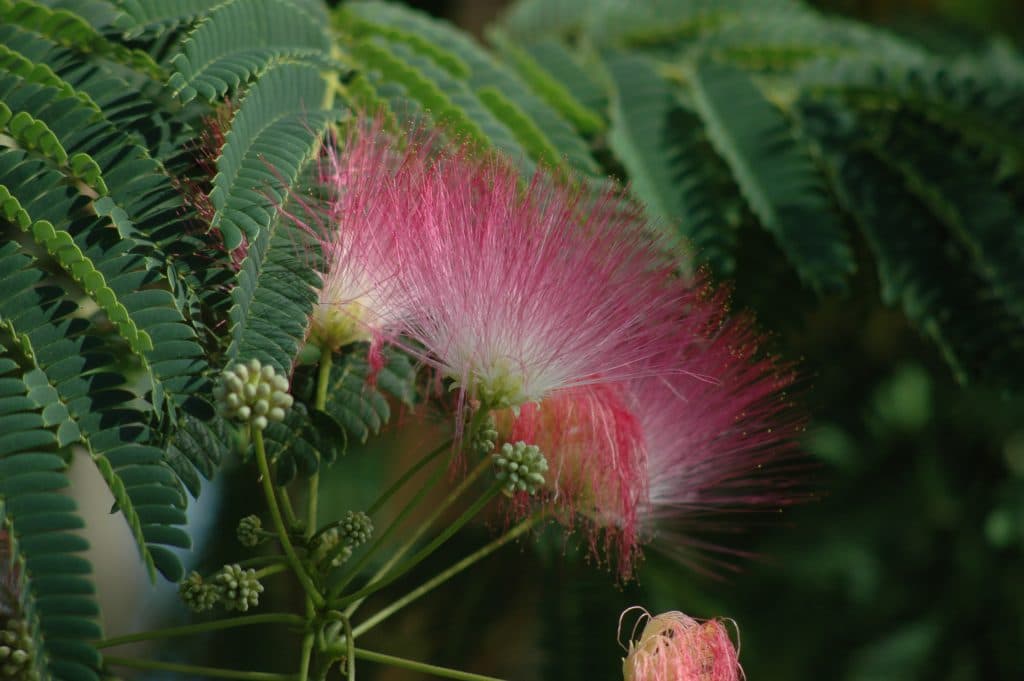 Warum Blühende Bäume die perfekte Wahl für eine lebendige Gartengestaltung sind
