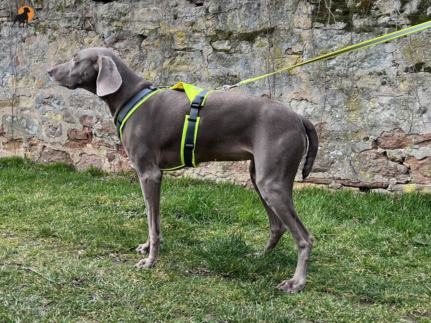 Der ultimative Leitfaden für Hundezubehör: Vom Halsband bis zur Leine
