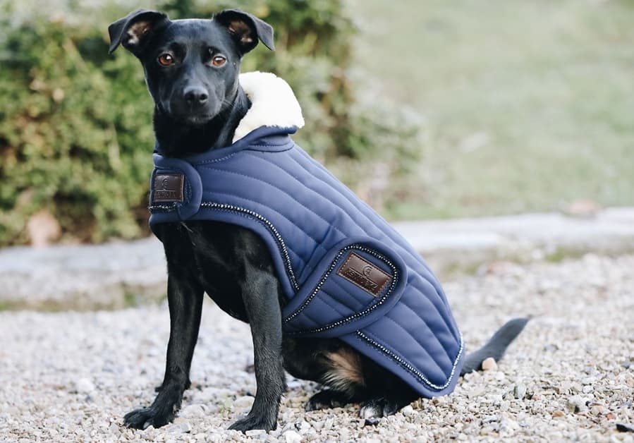 Modeführer für Hundebekleidung – Ihr Leitfaden für diese Saison