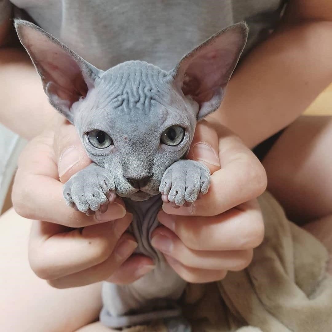 Welche Katzenrassen sind haarlos?
