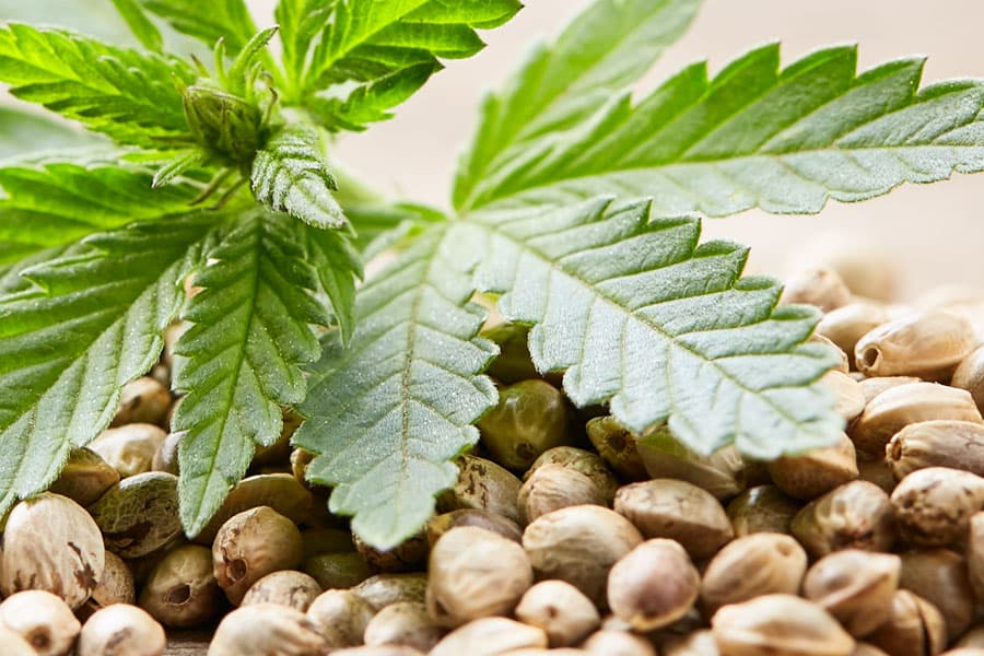 Träume kultivieren: Barneys Farm Signature-Cannabissorten