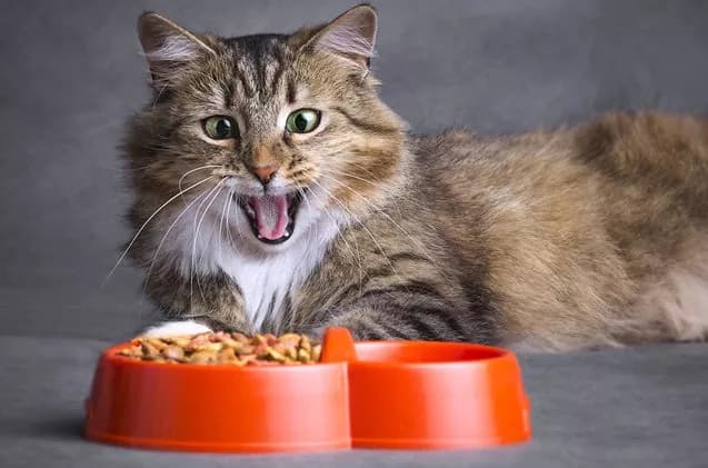 Katzenmöbel Trends: Kreative Lösungen für das ultimative Wohlbefinden Ihrer Katze