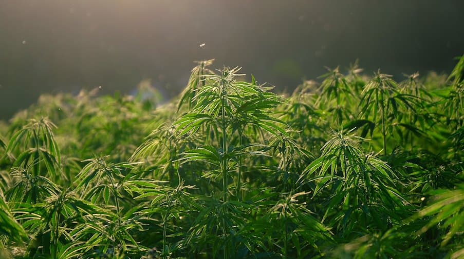 Wo kann man Rhino Cannabis Samen kaufen?