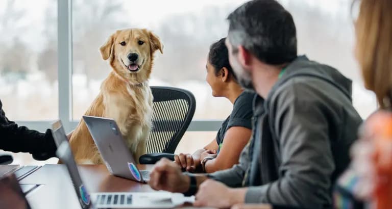Das Altern von Hunden verstehen: Pflege älterer Hunde