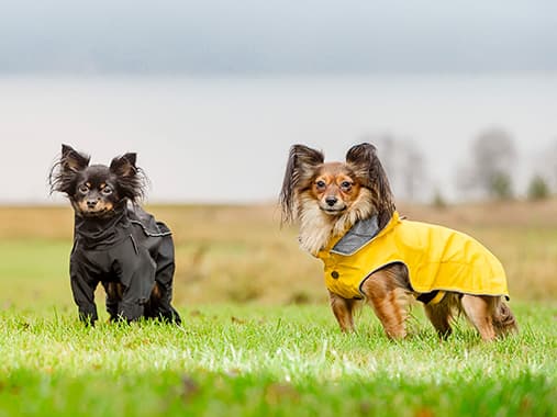 Verwöhnen Sie Ihr Hündchen mit dem luxuriösen Haustierzubehör von Rukka Pets