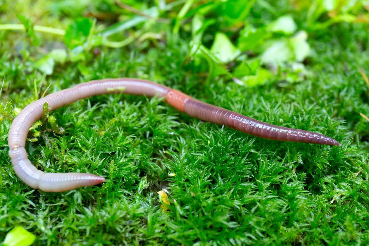 Die besten Tipps zum Regenwürmer kaufen für Ihren Garten