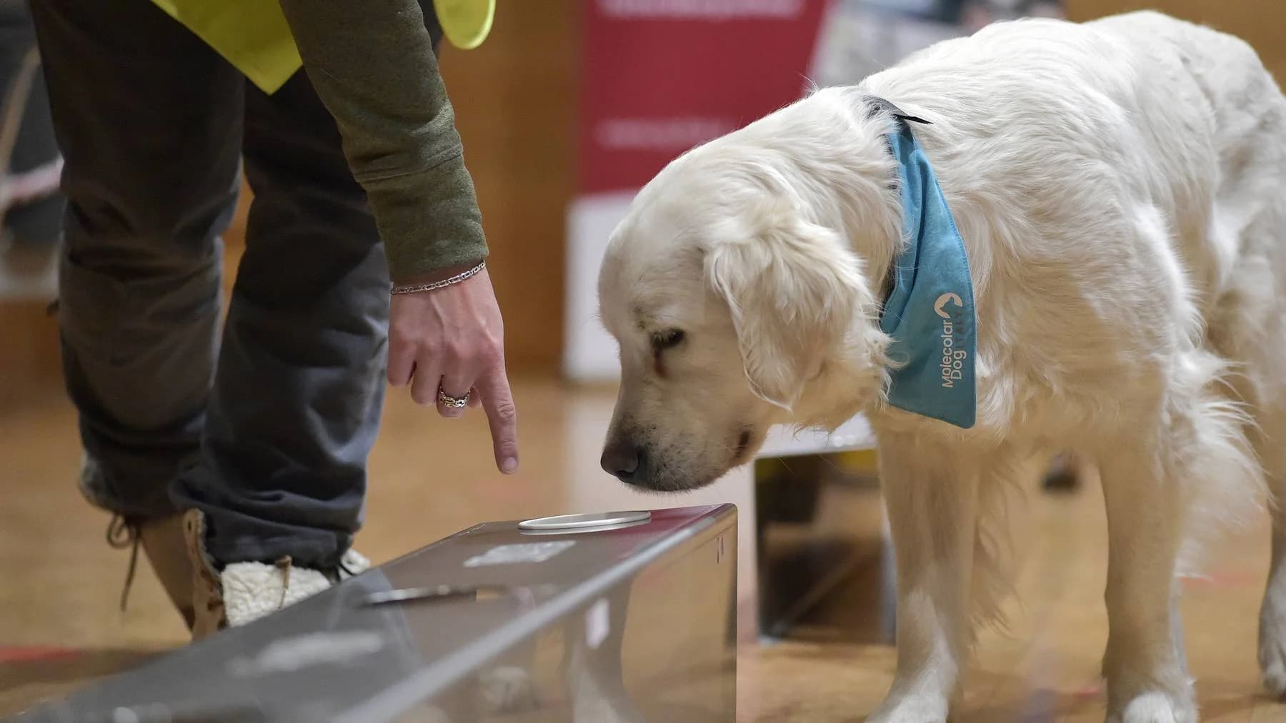Schutz Ihres Hündchens: Hundekrankheiten verstehen und verhindern