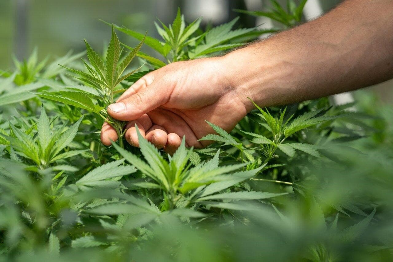 Vorteile der Beendigung von Weed