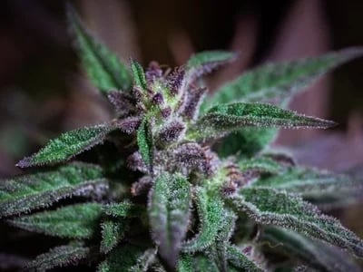 Entdecke die Welt von Sinsemilla bei Cannapot – Deine Quelle für hochwertige Cannabis Sativa und Cannabis Indica