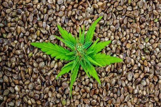 Schalten Sie Ihren grünen Daumen frei: Wo Sie Cannabissamen für ein erfolgreiches Anbauerlebnis kaufen können