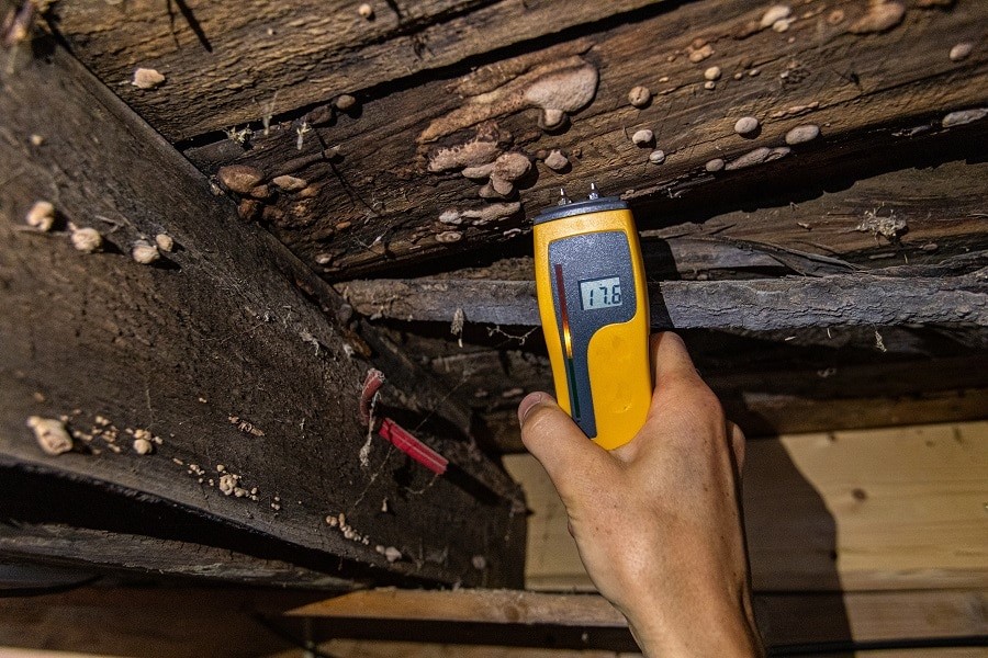 So identifizieren und behandeln Sie Holzwürmer in Ihrem Zuhause
