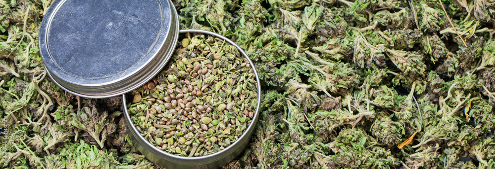 Häufige Probleme beim Anbau von Cannabis Samen beheben
