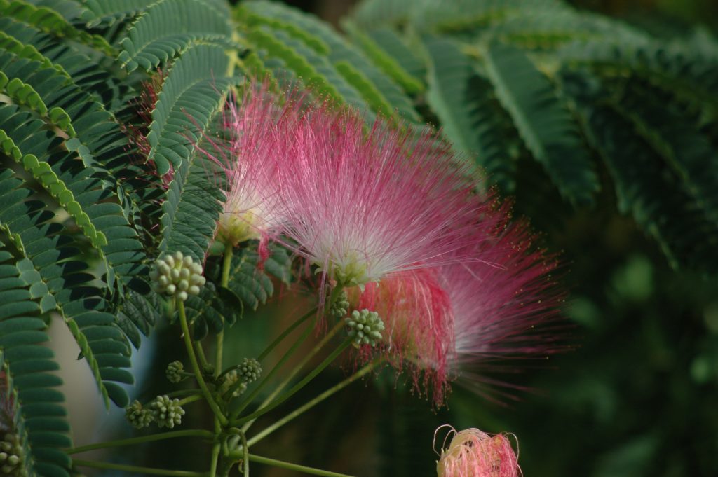 Warum Blühende Bäume die perfekte Wahl für eine lebendige Gartengestaltung sind