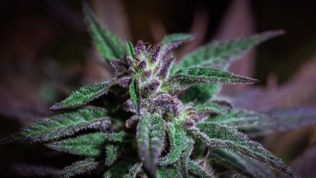 Entdecke die Welt von Sinsemilla bei Cannapot – Deine Quelle für hochwertige Cannabis Sativa und Cannabis Indica