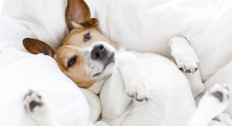 Zubehör für kleine Hunde auf Reisen