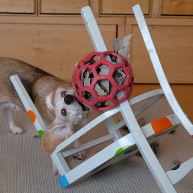Jenseits der Leine: Hundespiele, die Ihre Spaziergänge aufpeppen