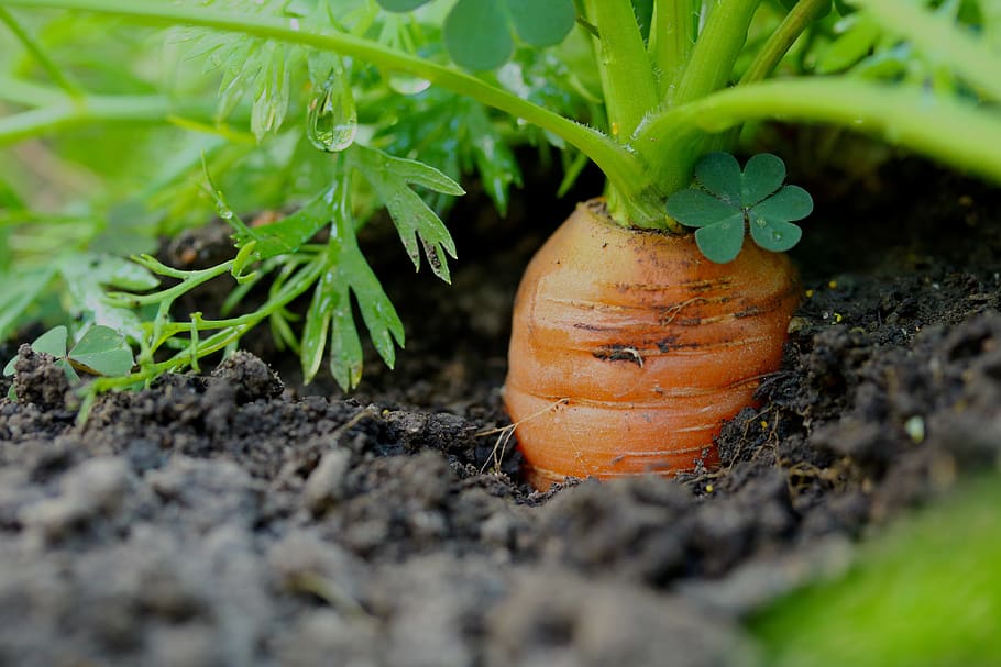 Das beste Gemüse für einen Anfängergarten