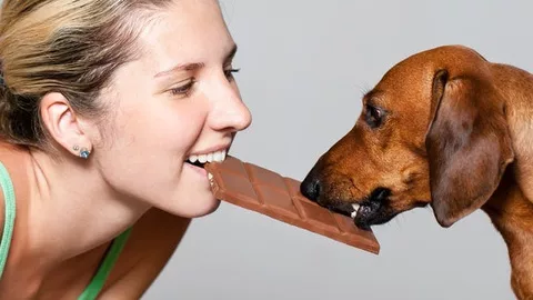 Wichtige Informationen, die Sie über Nahrungsergänzungsmittel für Hunde wissen müssen