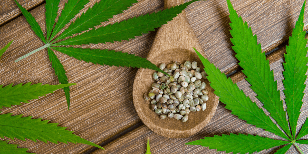 CBD Produkte günstig kaufen: Sparen ohne Qualitätsverlust