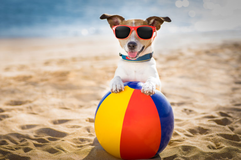 Zubehör für kleine Hunde auf Reisen