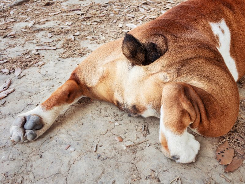Probleme mit den Analdrüsen bei Hunden: Ursachen und Lösungen