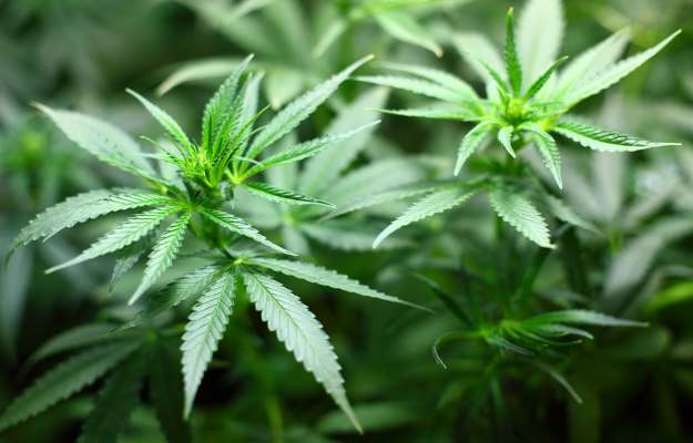 7 medizinische Vorteile von Marihuana