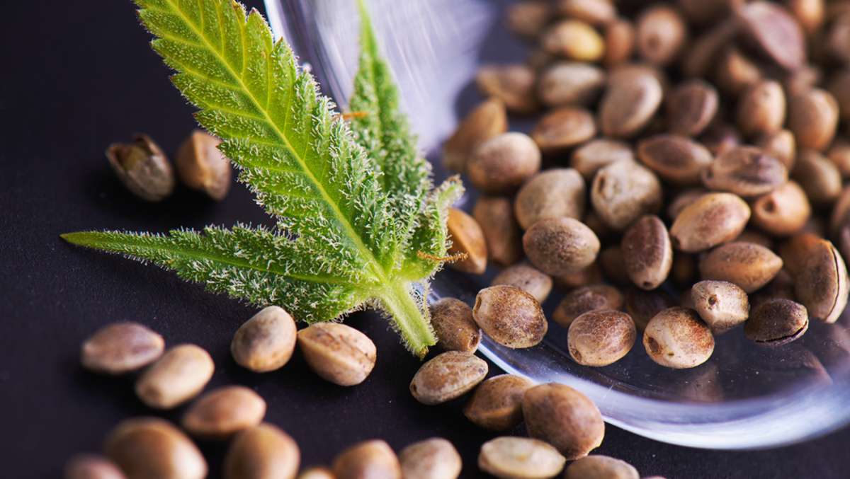 Cannabis Samen in der Naturheilkunde: Traditionelle und moderne Anwendungen