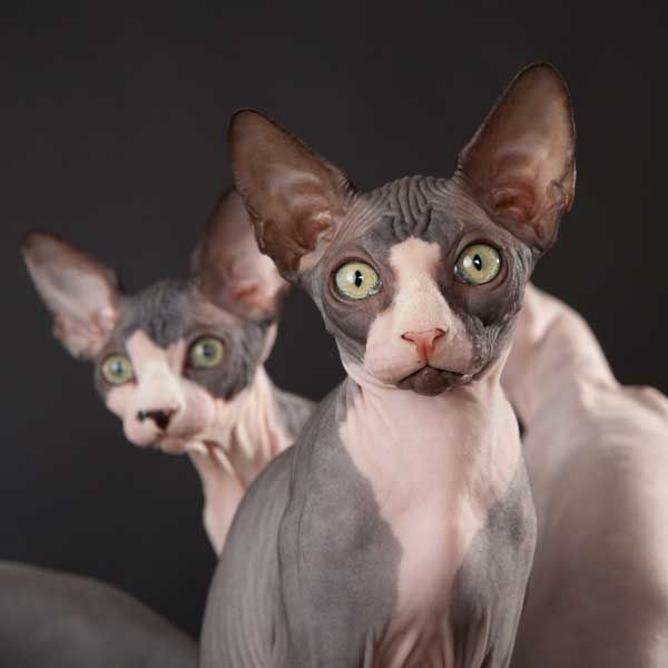 Welche Katzenrassen sind haarlos?