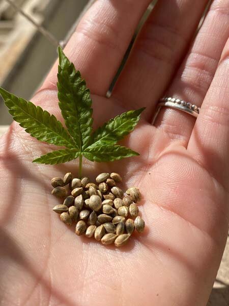 Die 5 wichtigsten Gründe für den regelmäßigen Verzehr von Cannabissamen
